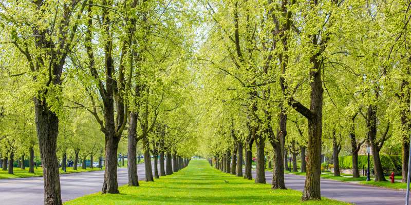 Trees lining a median along Lincoln Parkway. Yellowish green foliage